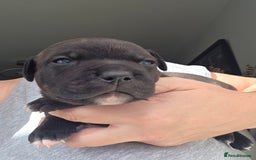 Staffordshire Bull Terrier dogs for sale: Stunning KC Staffs Very Unique colours - Image 15