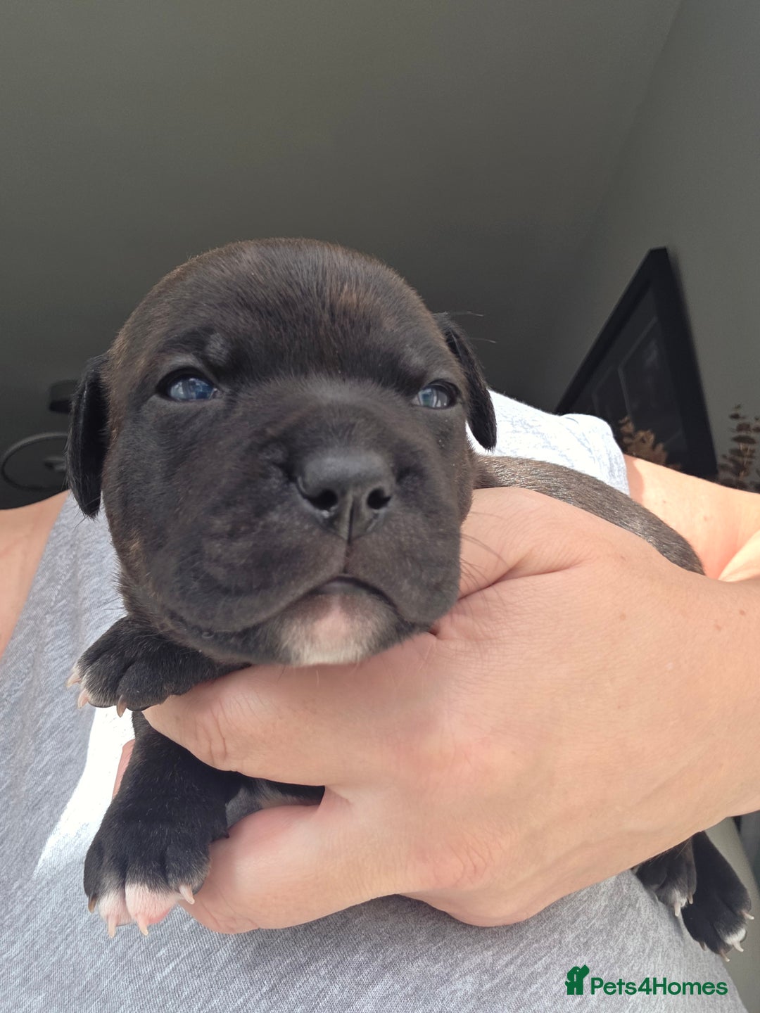 Staffordshire Bull Terrier dogs for sale: Stunning KC Staffs Very Unique colours - Image 15