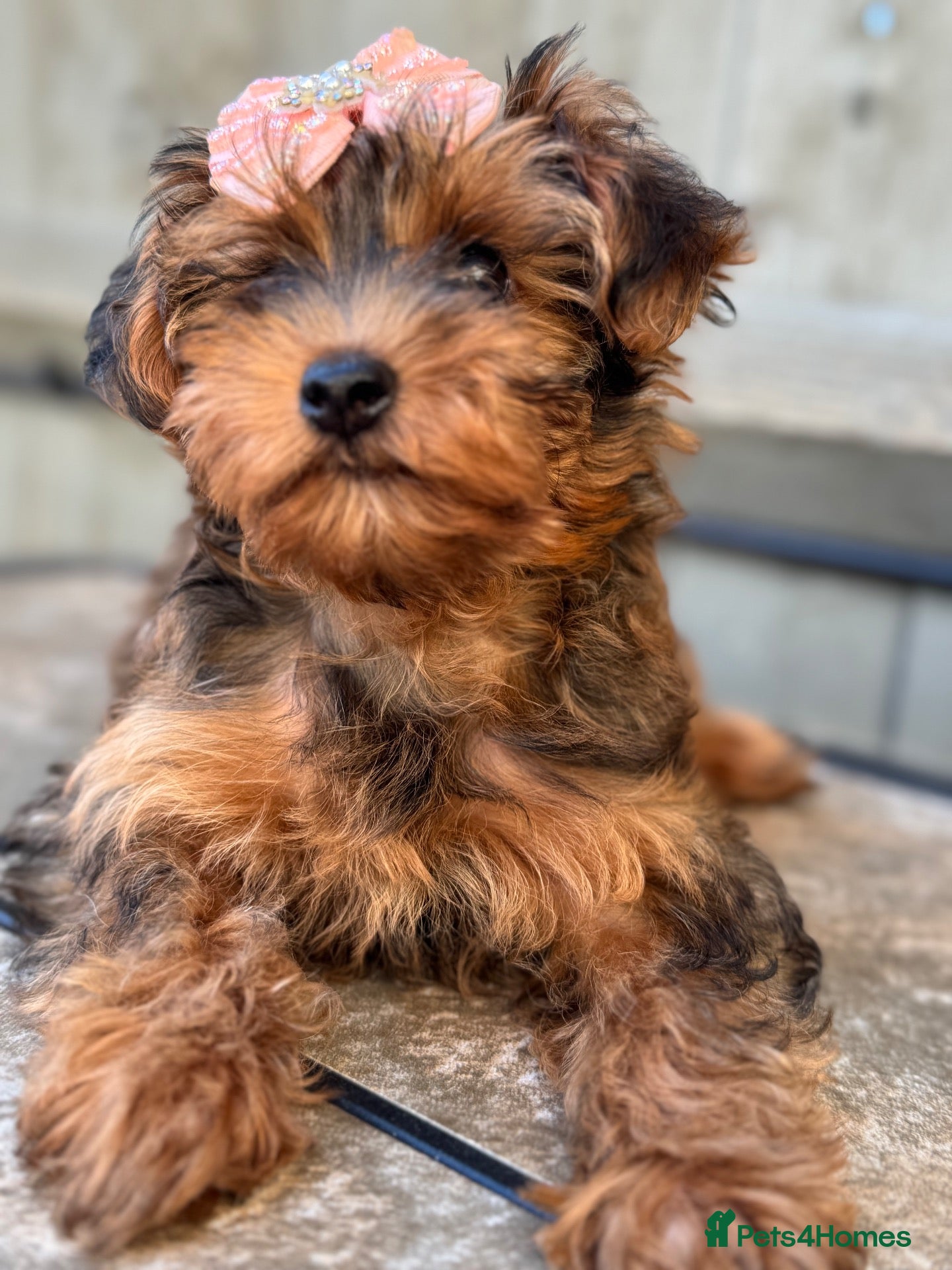 Yorkiepoo dogs Yorkiepoo REDUCED  - Advert 2