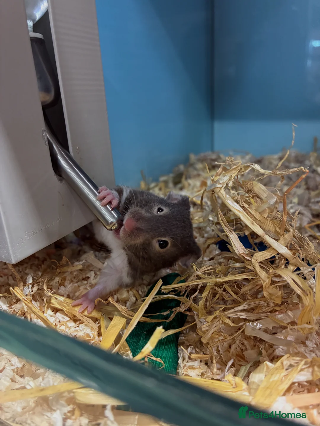 Hamster rodents for sale: Female hamster for sale in Barnsley - Advert 8