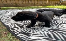 Mixed Breed dogs for sale: river - Image 4