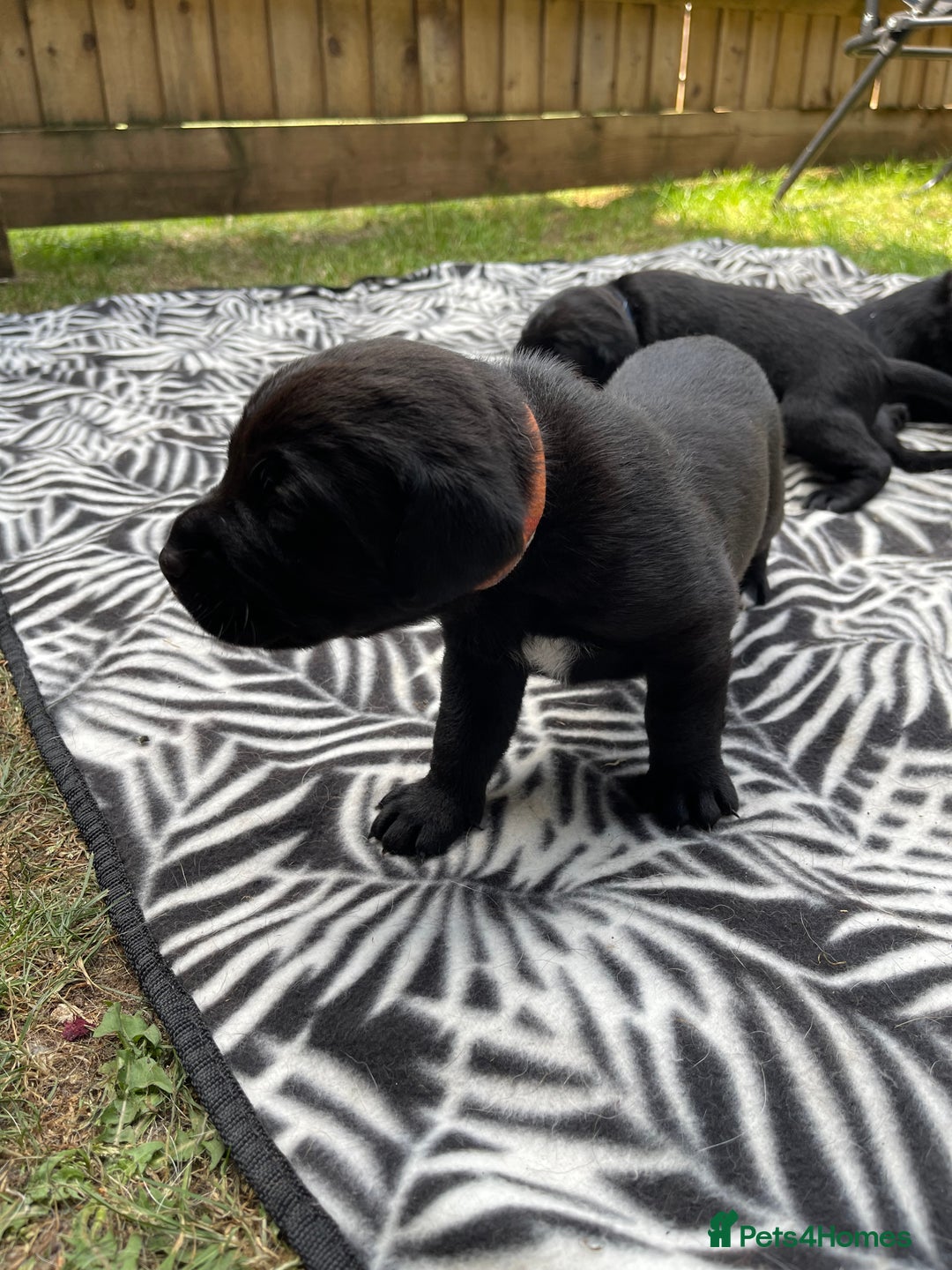Mixed Breed dogs for sale: river - Image 4