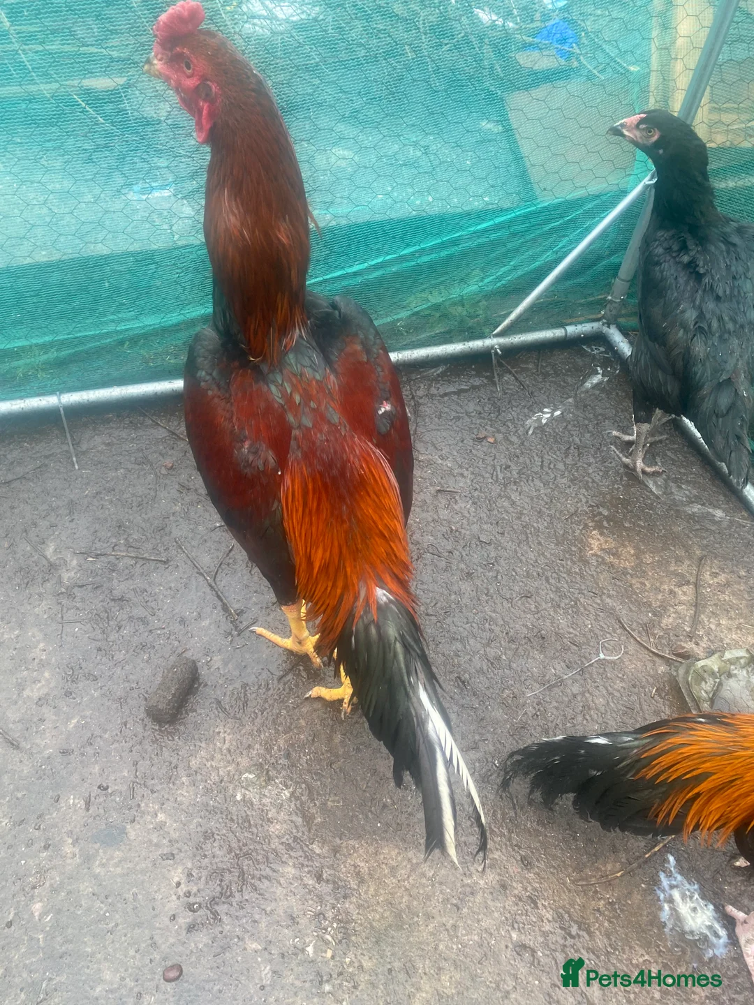 Hens poultry for sale: O shamo, shamo, Pakistani aseel and miwali   - Advert 23
