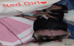 Morkie dogs for sale: Beautiful Morkie Puppies - Image 15