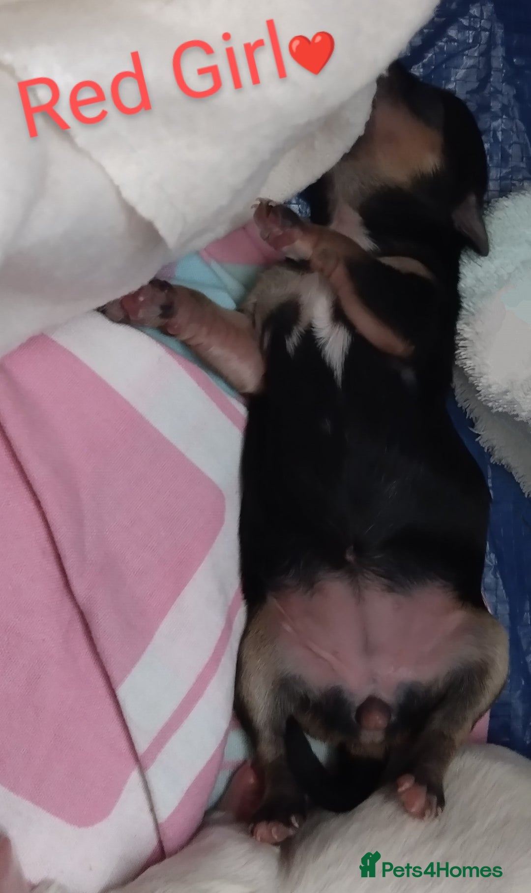 Morkie dogs for sale: Beautiful Morkie Puppies - Image 15