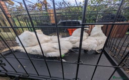 Chickens poultry for sale: 5 silkie chicks - Image 2