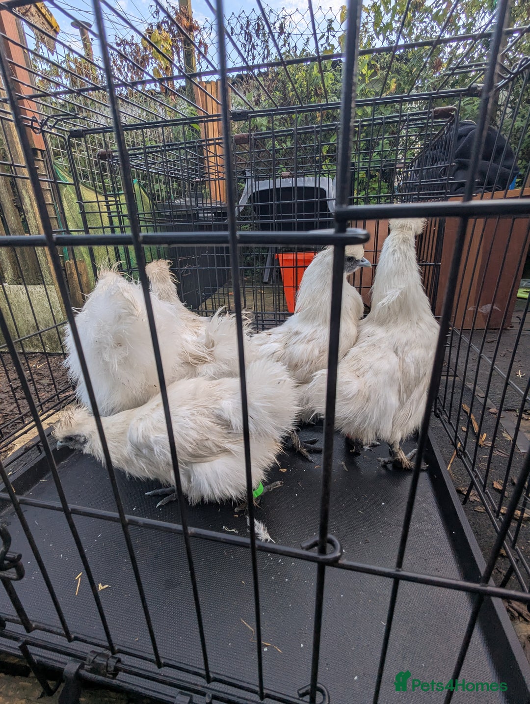 Chickens poultry for sale: 5 silkie chicks - Image 2