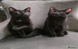 Mixed Breed cats for sale: Ragdoll cross male kitten - Image 12