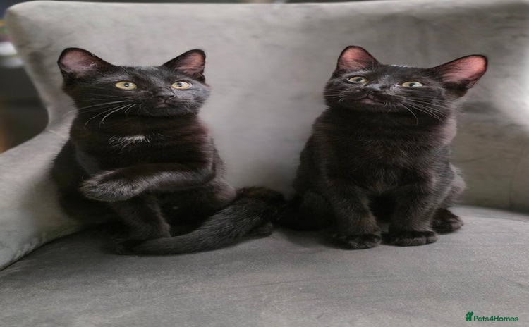 Mixed Breed cats - Advert 8