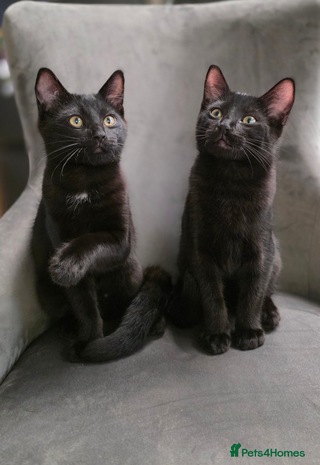 Mixed Breed cats for sale: Ragdoll cross male kitten - Image 12