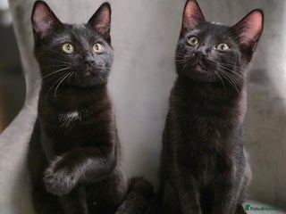 Mixed Breed cats - Advert 14