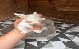 Mini Lop rabbits for sale: Mini Lops & Mini Lion Lops. Separate litters - Image 16