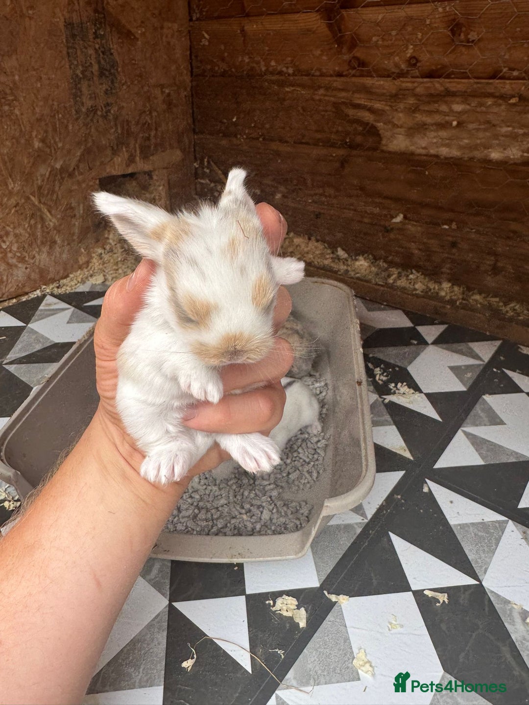 Mini Lop rabbits for sale: Mini Lops & Mini Lion Lops. Separate litters - Image 16