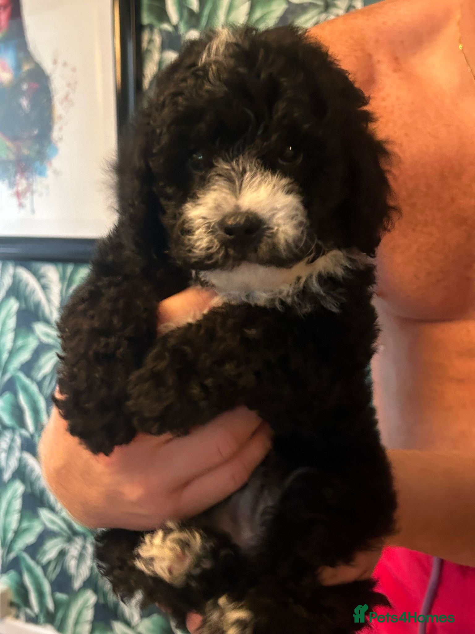 Cavapoochon dogs Exceptional Cavapoochon Boys – Elite Home-Bred - Advert 2