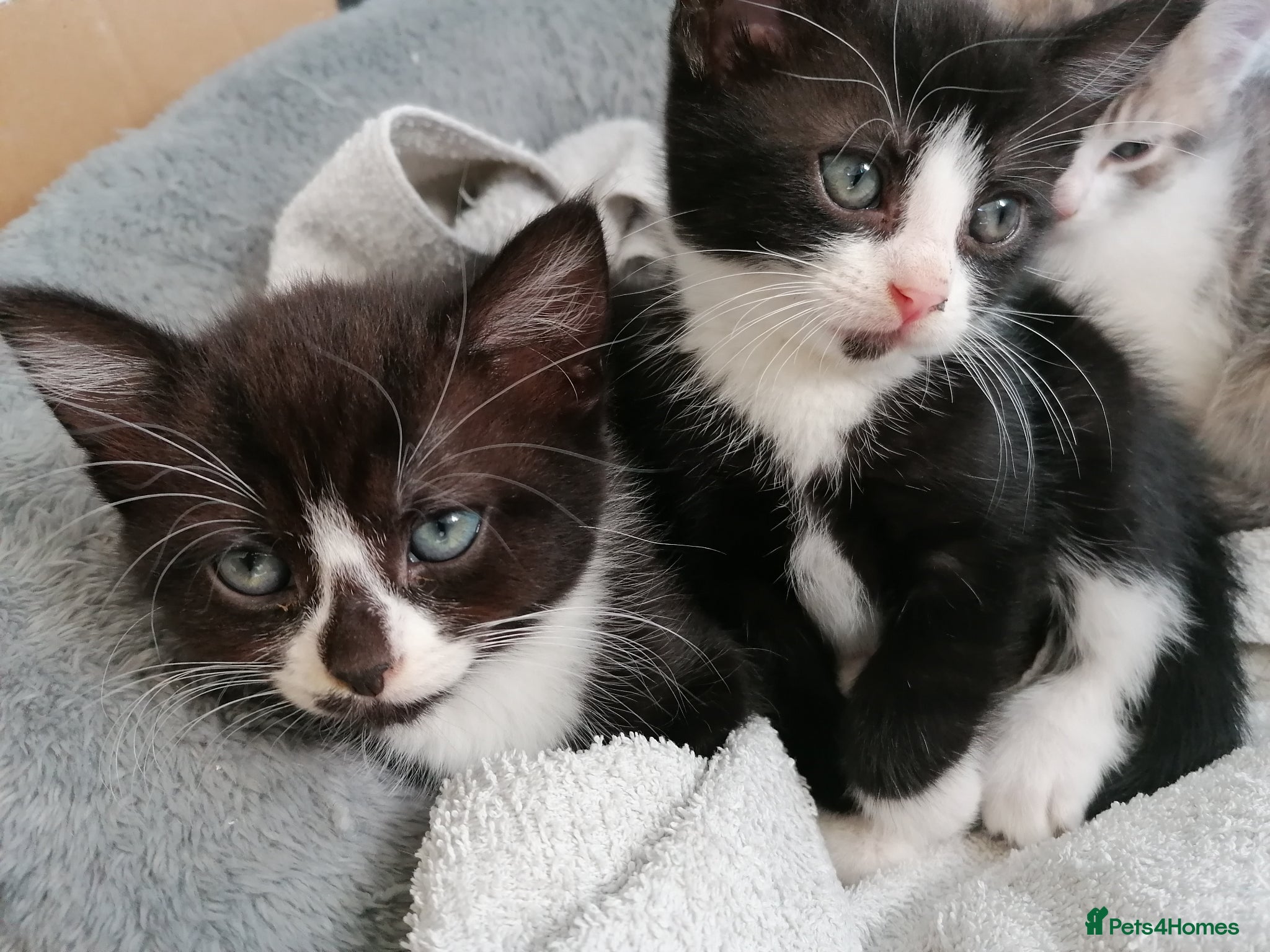 Mixed Breed cats Bombay Tuxedo Mixed Breed  - Advert 5