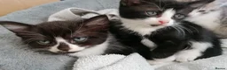 Mixed Breed cats for sale: Bombay Tuxedo - Advert 1