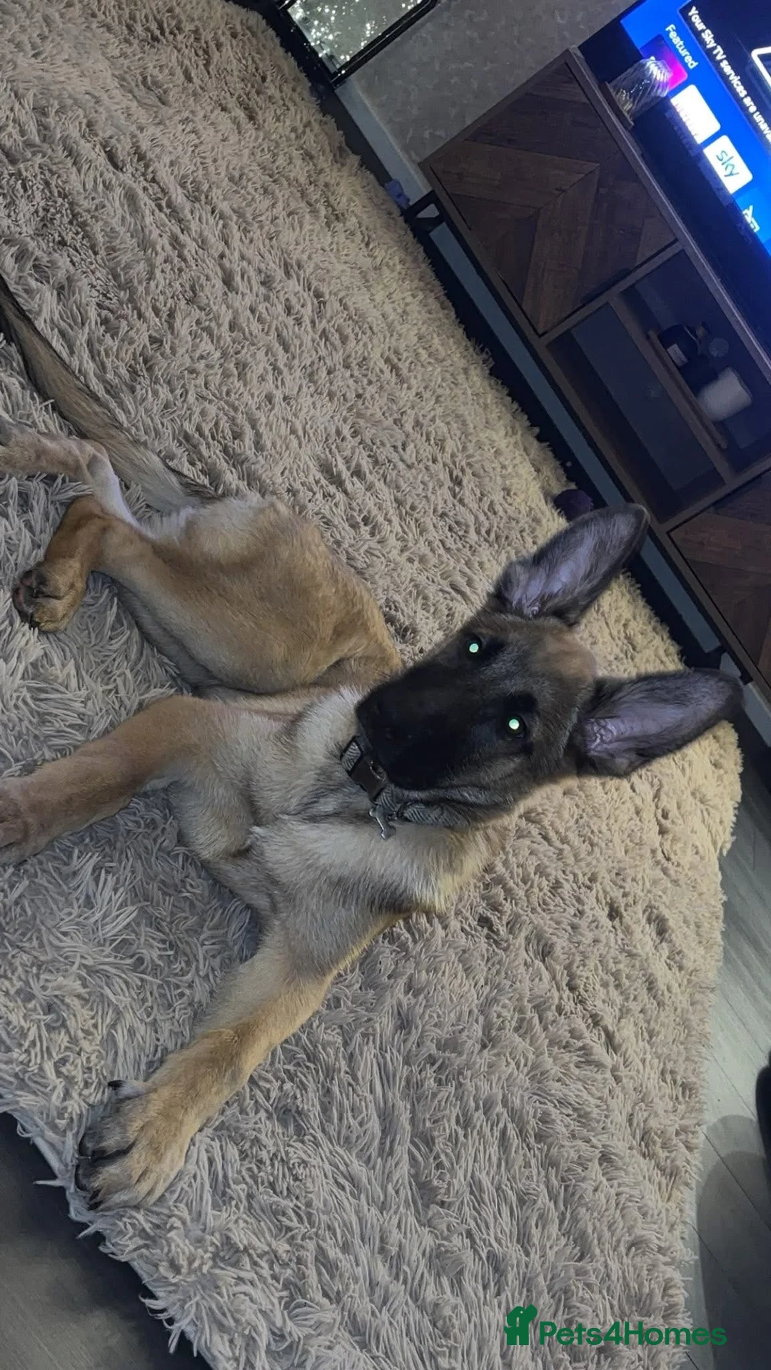 Mixed Breed dogs for sale: Belgian Malinois x Alsatian  in Castleford - Advert 1
