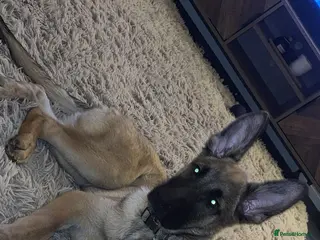 Mixed Breed dogs Belgian Malinois x Alsatian - Advert 16