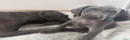 Weimaraner dogs for sale: KC Reg Weimaraner Puppies Silver & Blue - Advert 3