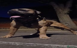 Cane Corso dogs for stud: Russian import working blood cane corso stud - Advert 14