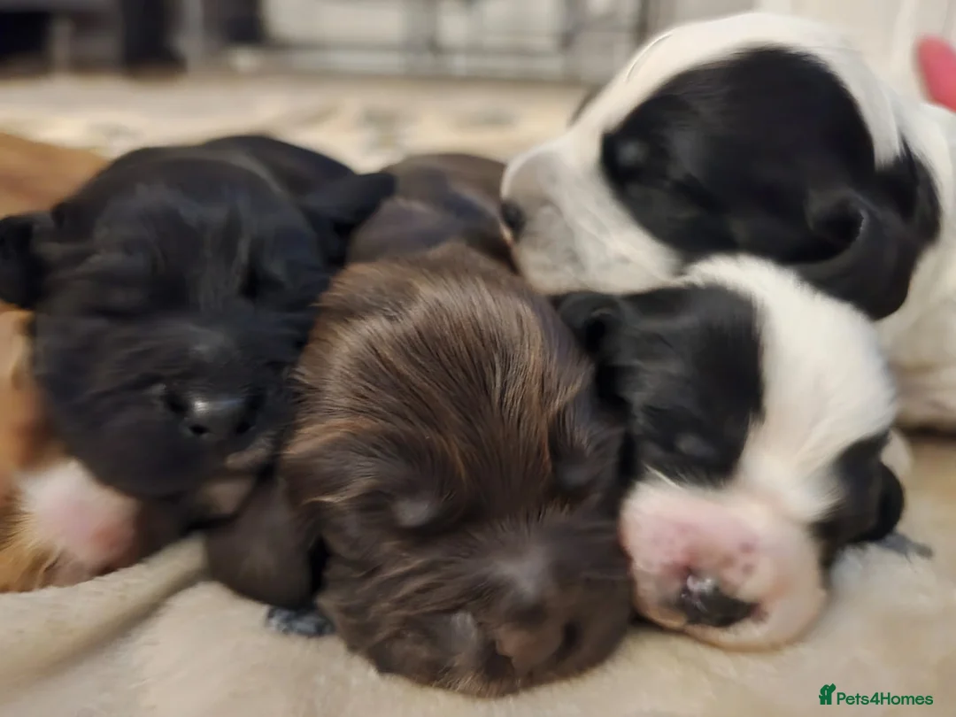 Cocker Spaniel dogs for sale: 🐶🐾 Exceptional Working Cocker Spaniel Puppies 🐾 - Advert 22