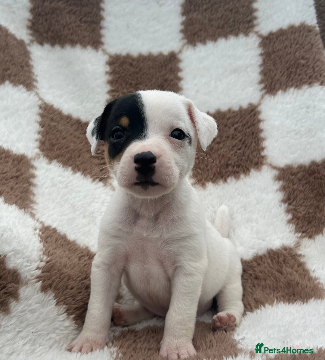 Jack Russell dogs for sale: 5 true to type jack russels  - Image 12