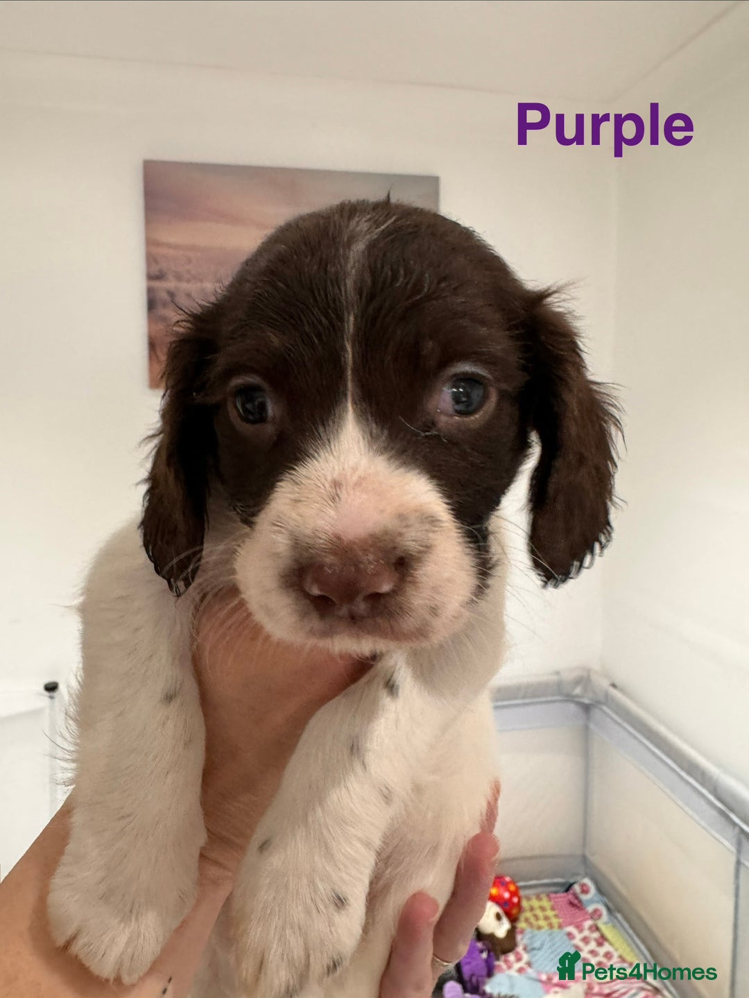 English Springer Spaniel dogs for sale: English Springer Spaniel Pups.  - Advert 11