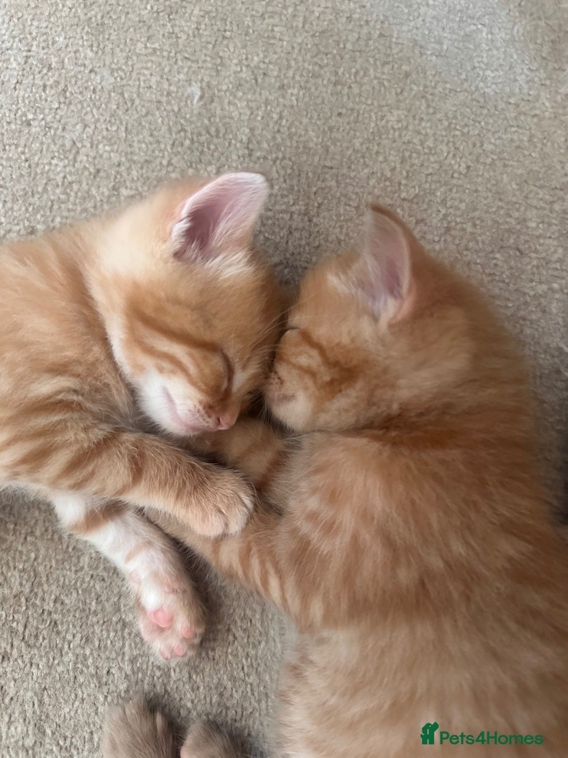 Mixed Breed cats Beautiful little boys  - Advert 1