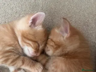 Mixed Breed cats Beautiful little boys - Advert 1