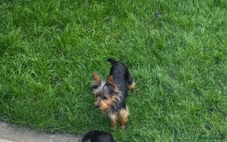 Yorkshire Terrier dogs for sale: Girl Yorkshire terrier  - Image 2