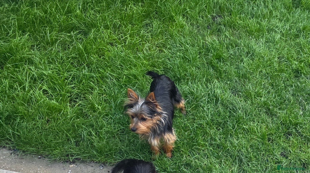 Yorkshire Terrier dogs for sale: Girl Yorkshire terrier  - Image 2