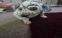 Dalmatian dogs for sale: 100% DALMATIAN LITTER - Image 32