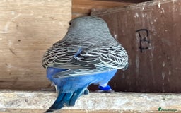 Budgerigars birds for sale: Aviary bred budgies for sale . - Image 6