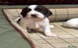 Cocker Spaniel dogs for sale: Gorgeous Blue Roan Cocker Spaniel Puppies  - Image 4