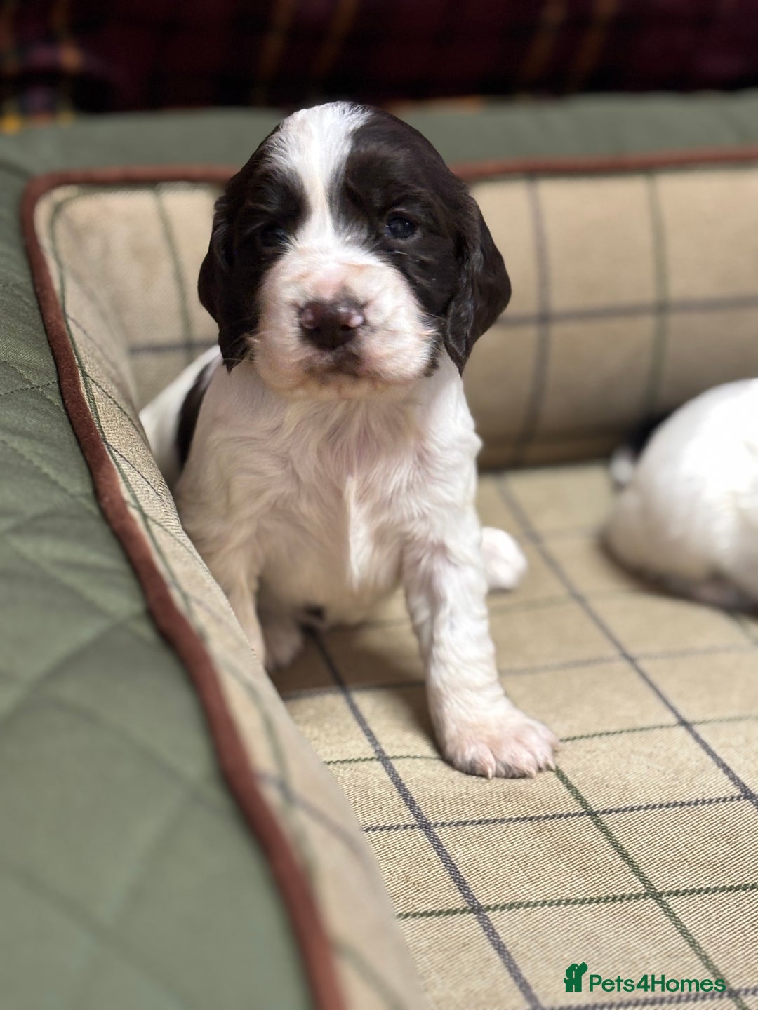 Cocker Spaniel dogs for sale: Gorgeous Blue Roan Cocker Spaniel Puppies  - Image 4