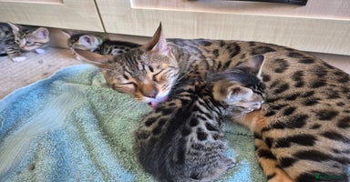 Bengal cats - Advert 3