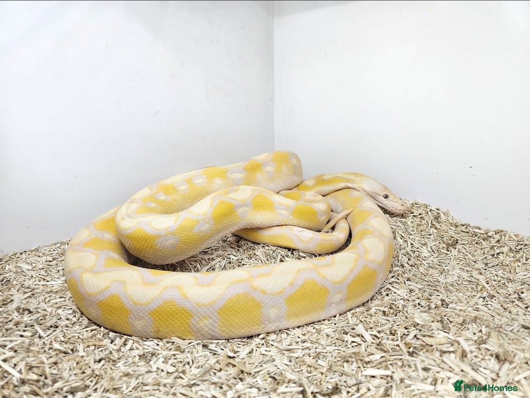 Boa Snake reptiles for sale: Retic in Lutterworth - Advert 2