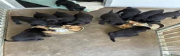 Labrador Retriever dogs for sale: 5 Star Council Registered Litter of Labrador pups - Advert 6