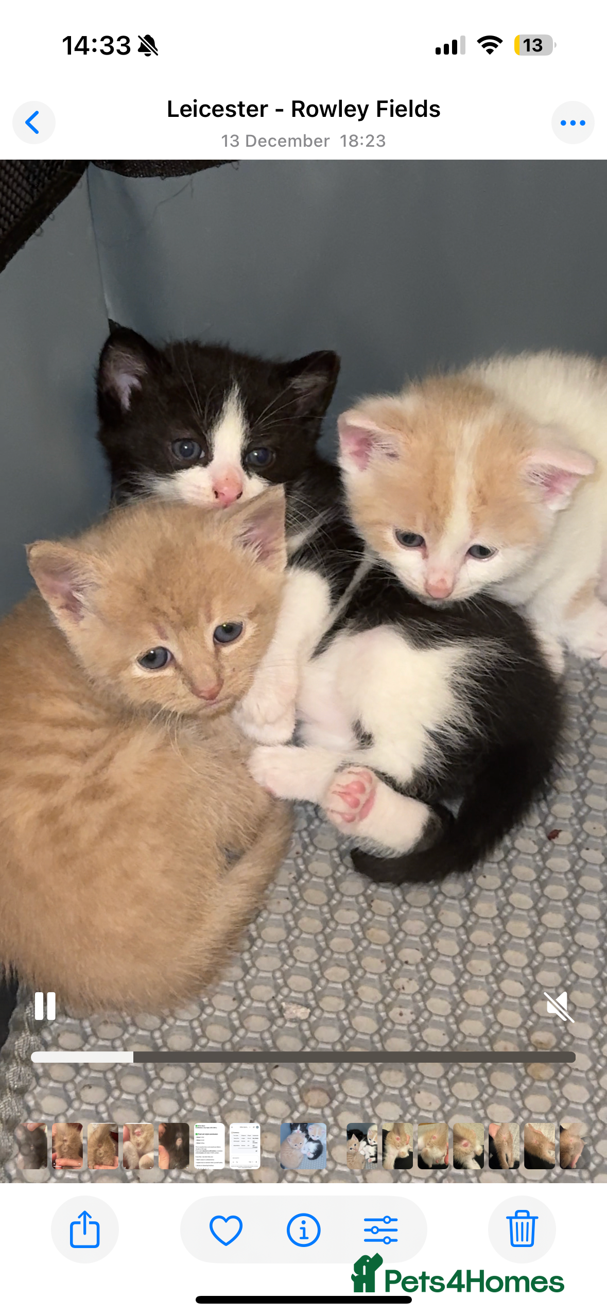 Mixed Breed cats 3 Beautiful kittens available - Advert 2