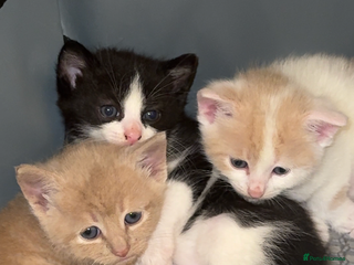 Mixed Breed cats 3 Beautiful kittens available - Advert 2