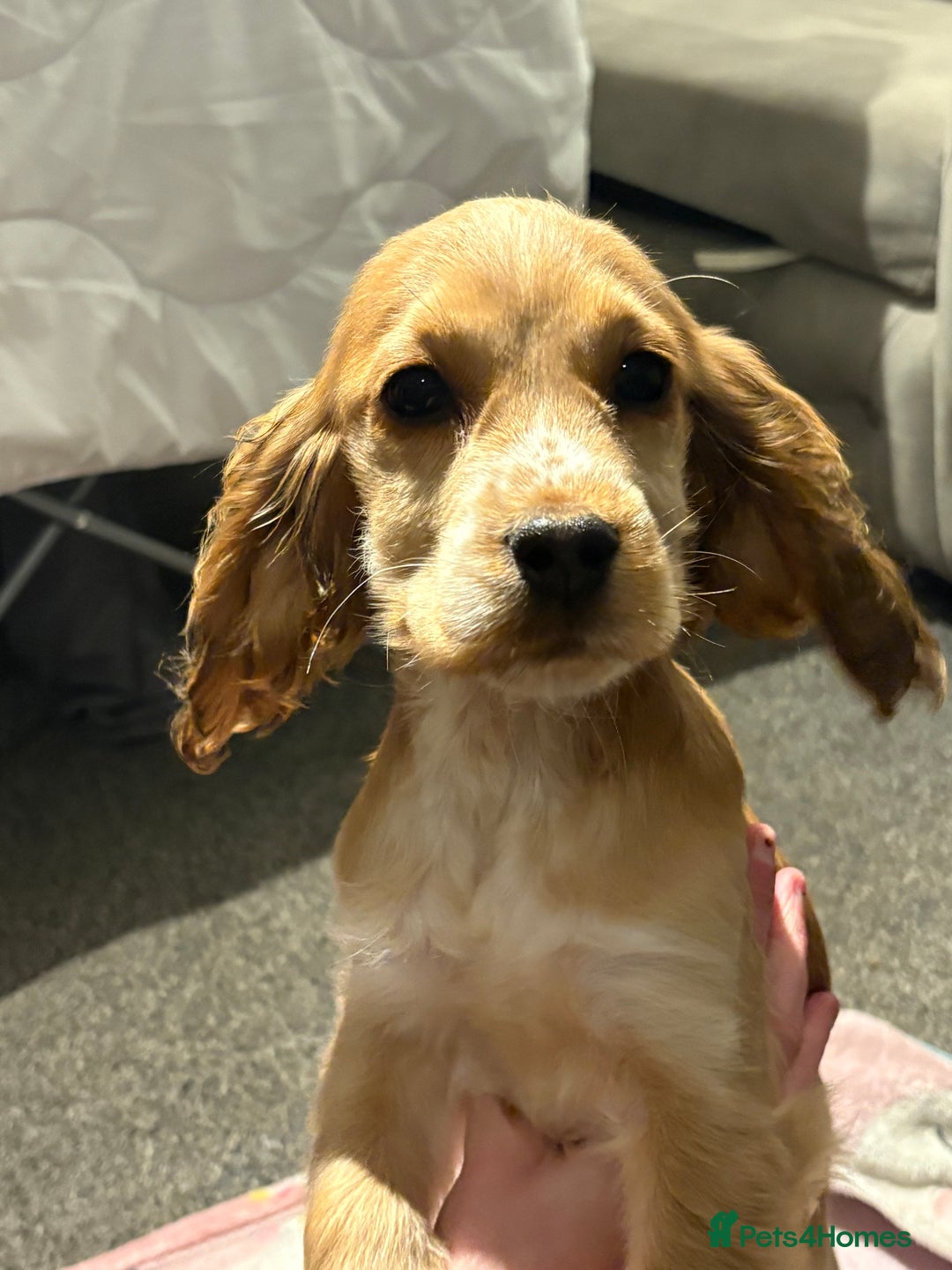 Cocker Spaniel dogs for sale: Show cocker spaniel puppies - Advert 2