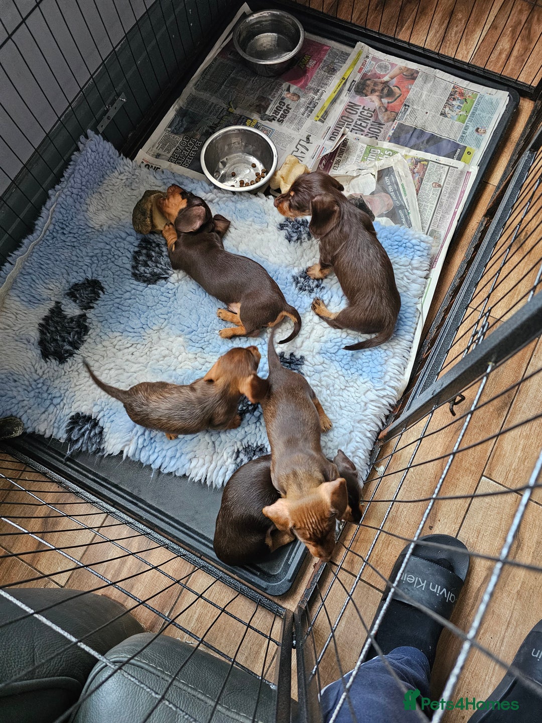 Miniature Dachshund dogs for sale: 4 beautiful wire haired daschunds  - Image 5