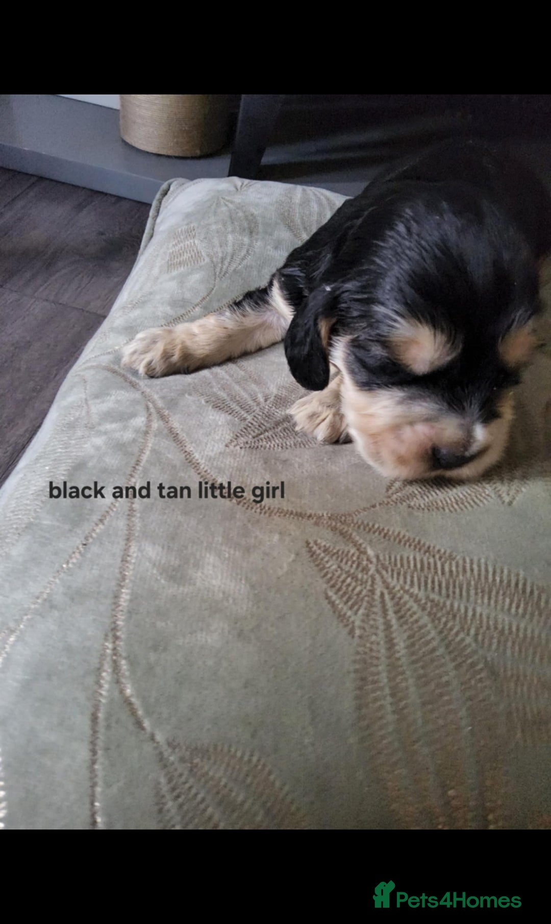 Cocker Spaniel dogs for sale: Show cocker spaniel  - Image 15