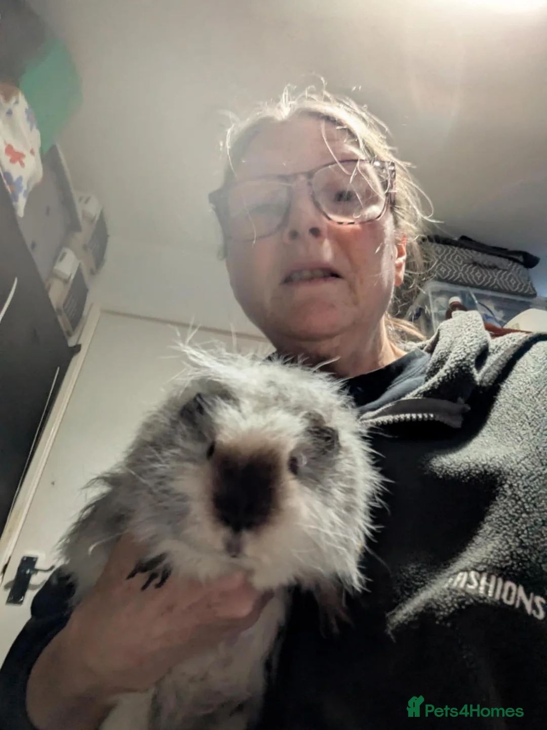 Guinea Pig rodents for sale: 2 male swiss teddy guinea pigs with cage  in Hebburn - Advert 2
