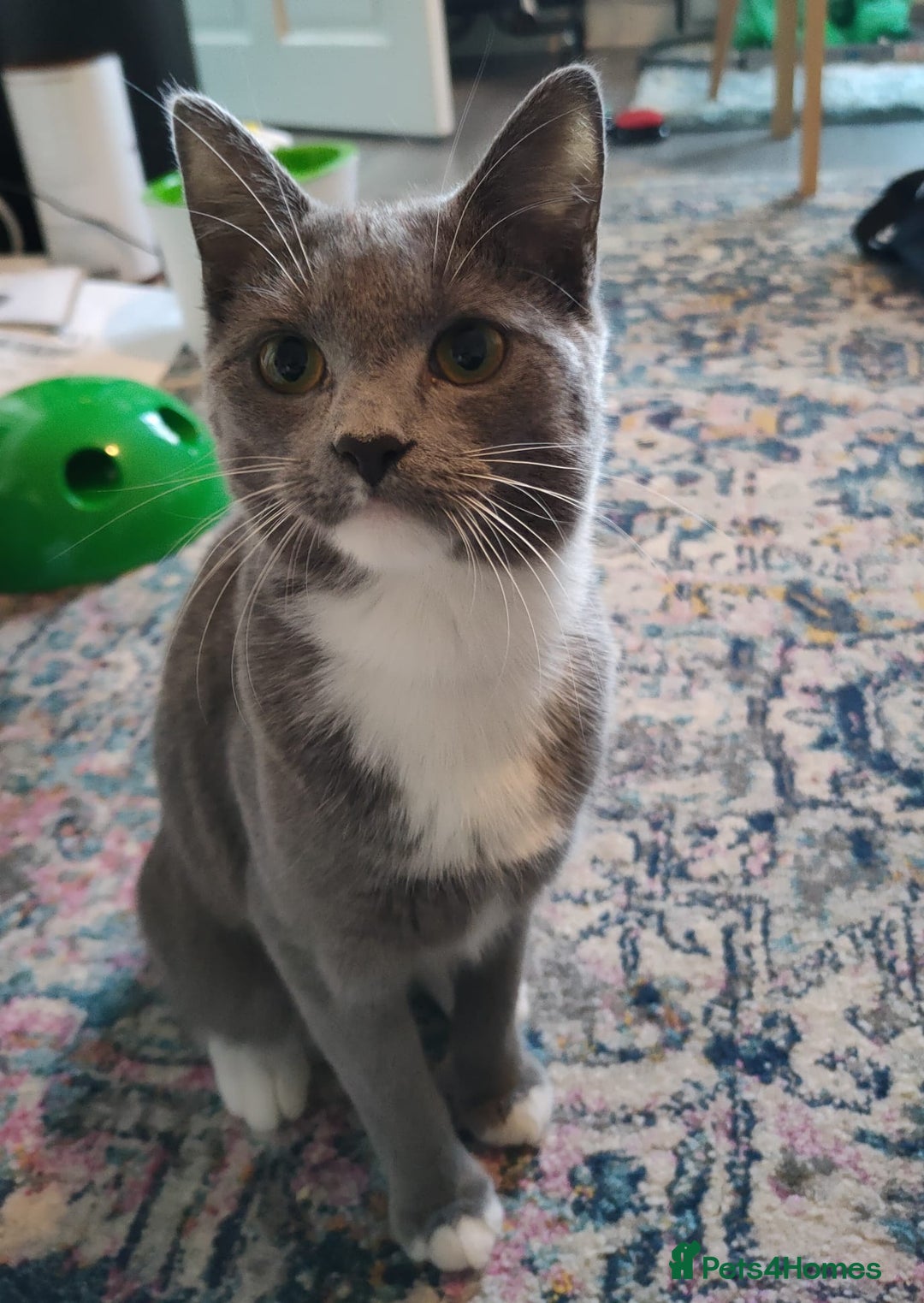 Mixed Breed cats for sale: Harness-trained cat looking for new home - Advert 2