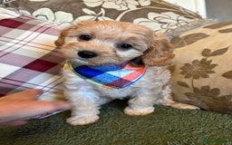 Cavapoo dogs for sale: F1 Golden Cavapoos 5 star full health tested - Image 3