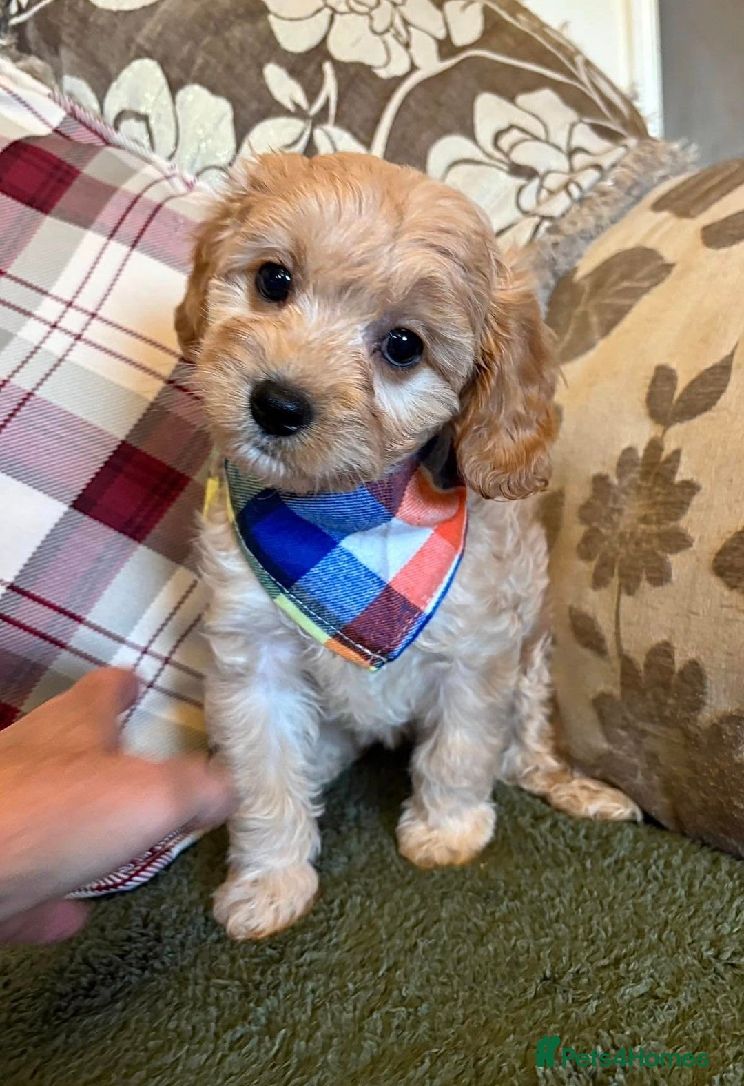 Cavapoo dogs for sale: F1 Golden Cavapoos 5 star full health tested - Image 3