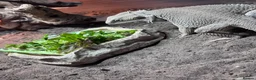 Bearded Dragon reptiles for sale: Hypo Zero Male Bearded dragon  in Middlesbrough - Advert 1