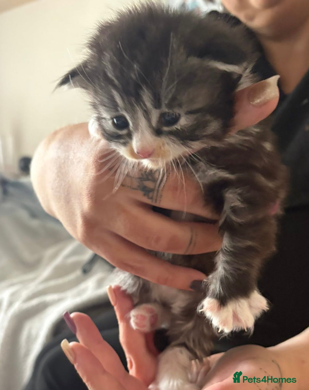 British Longhair cats for sale: Tabby half British long hair to domestic short  - Advert 1