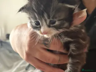 British Longhair cats Tabby half British long hair to domestic short - Advert 11